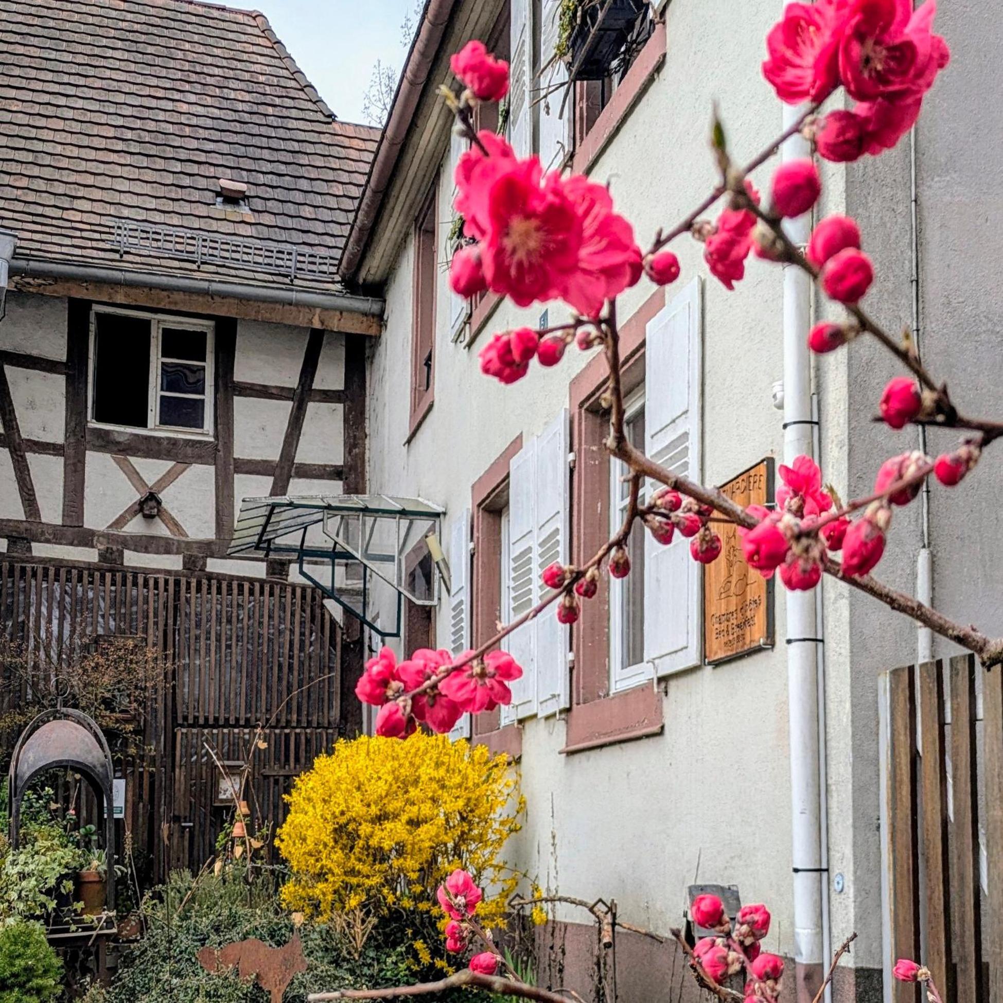 Maison d'hôtes La Renardière Reichshoffen Extérieur photo